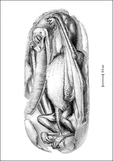 Illustration for article titled What would life be like if pterosaurs were alive today?